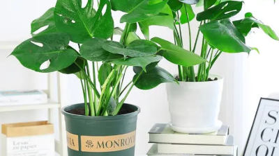 適合新房裝修后的綠植，好看還能除甲醛，附帶其習(xí)性攻略?、? /></a></dt>
                        <dd>
                            <h4><a class=